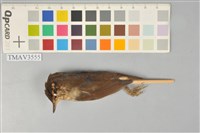 藏品(短尾鶯)的圖片